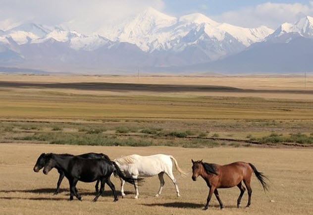 Horses arriving in the New World