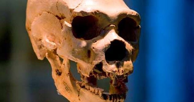 Neanderthal skull