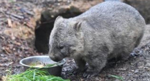 Dante Gabriel Rossetti's wombat Top