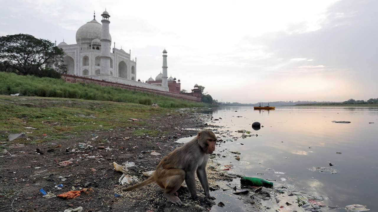 Monkey menace in Agra, India