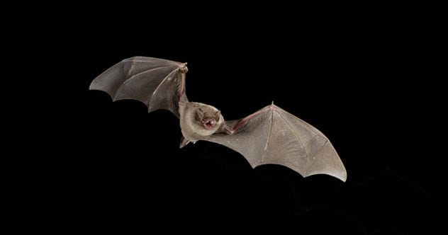Bat