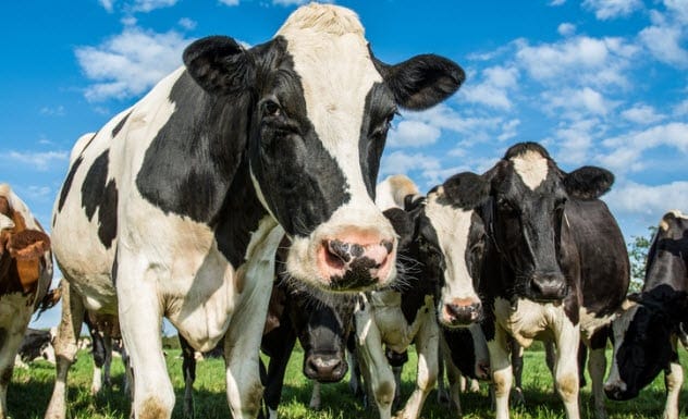 Cows grazing in a field