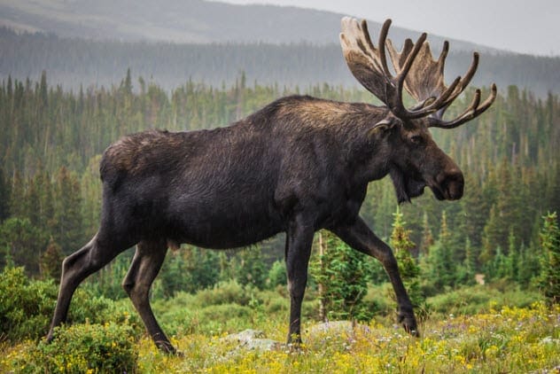 A moose standing in a forest clearing