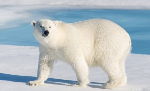 Polar bear on ice