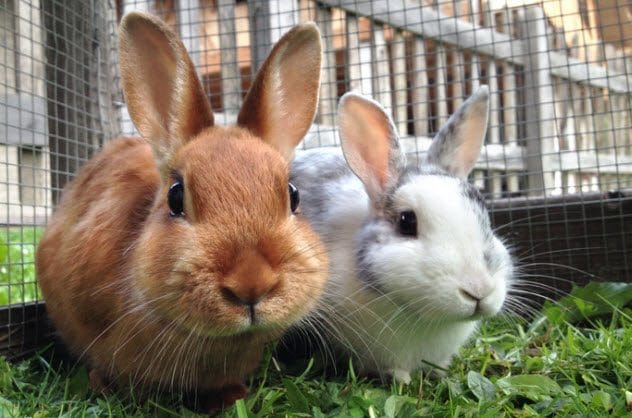 Baby rabbits eating next to their mother