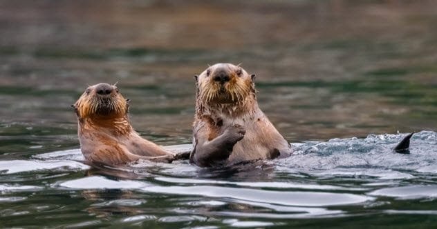 Giant Otter