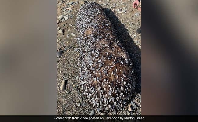 Gooseneck Barnacles