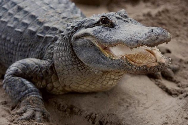 An alligator underwater