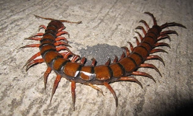 Amazonian Giant Centipede