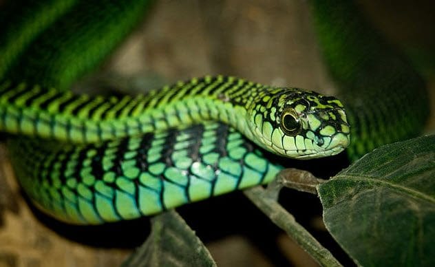 Boomslang snake