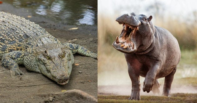 Crocodile and hippo