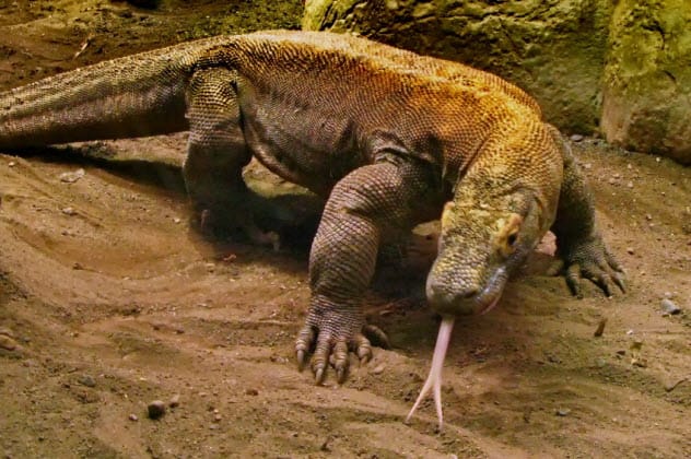Komodo dragon hunting its prey