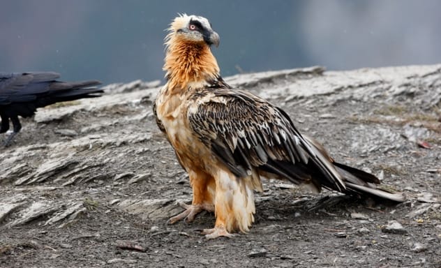 Alexandre Dumas' vulture Diogène