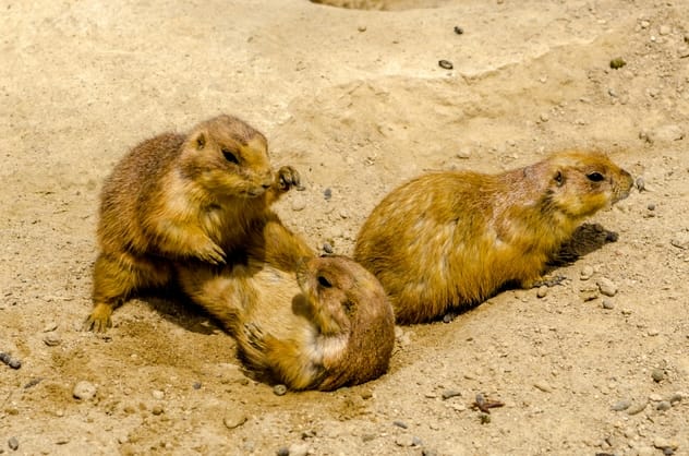 Black-tailed prairie dogs