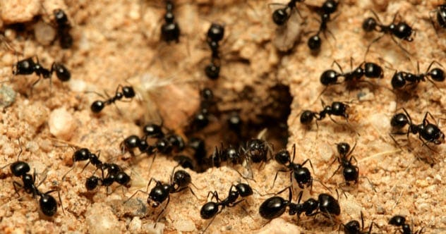 Ants on a surface, illustrating how cinnamon can be used as a natural insect repellent.