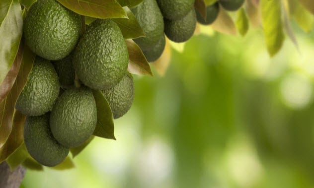 Hass Avocados