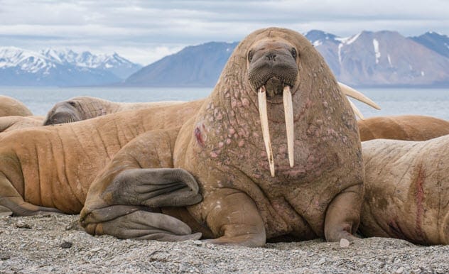 A walrus lying on the ice