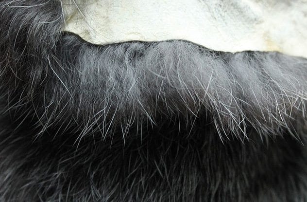 Rabbit fur menstrual pads