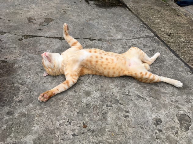 Fake Cat Scam