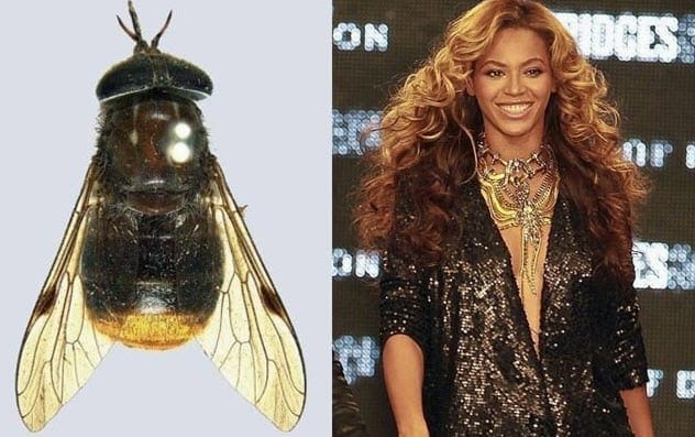 Scaptia beyonceae fly