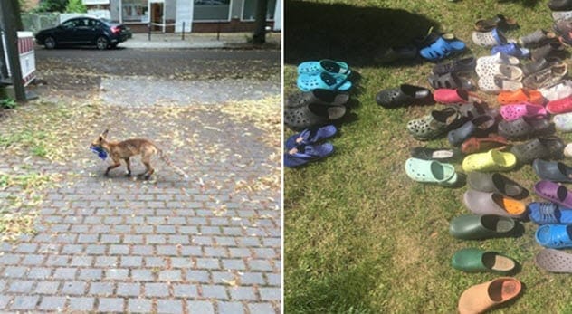 Fox with stolen shoes