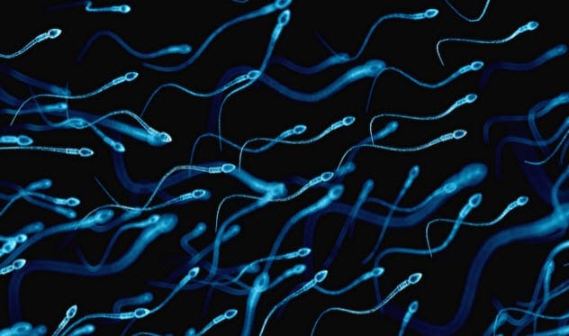 sperm sample