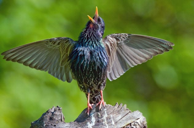 A songbird singing
