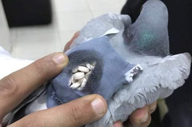 Image of a pigeon