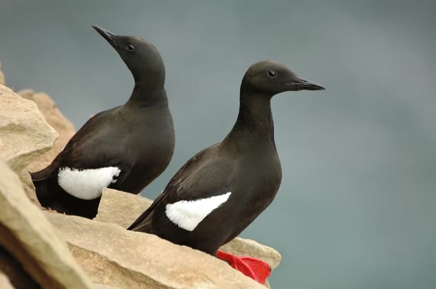 Black Guillemots
