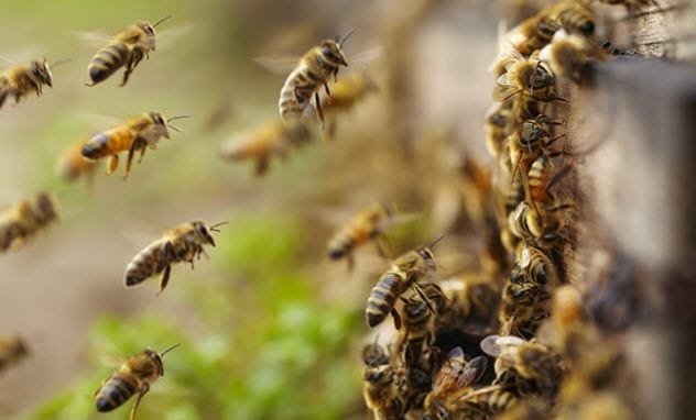 Bees on a honeycomb