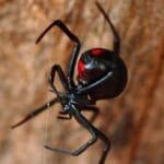 Scary or Safe? 10 North American Animal Myths