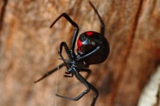 Scary or Safe? 10 North American Animal Myths