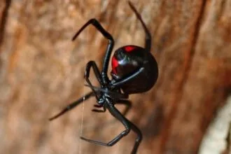 Scary or Safe? 10 North American Animal Myths