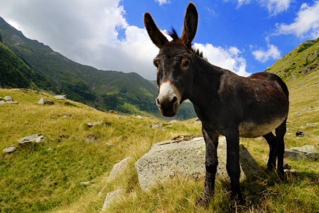 A donkey.