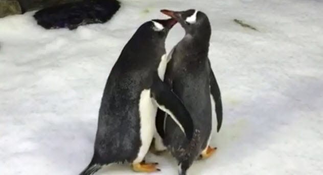 Penguins standing on snow
