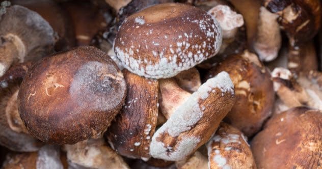 Moldy mushrooms
