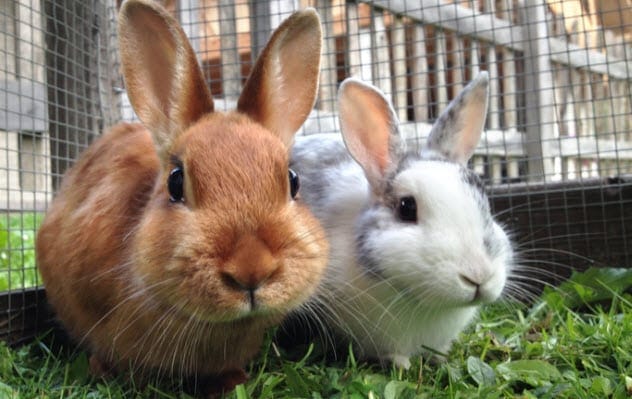 Rabbit in a vegetable garden, highlighting spices as natural animal deterrents.