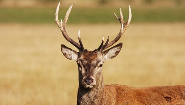 Frida Kahlo's deer Granizo