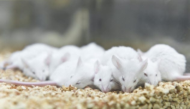 Lab mice with extended lifespan