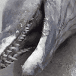 Beachcombing Bonanza: 10 Wild Finds on the Shore!