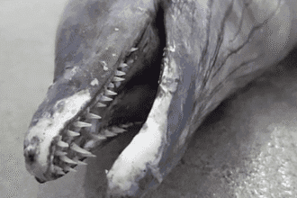 Beachcombing Bonanza: 10 Wild Finds on the Shore!