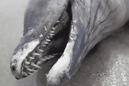 Beachcombing Bonanza: 10 Wild Finds on the Shore!