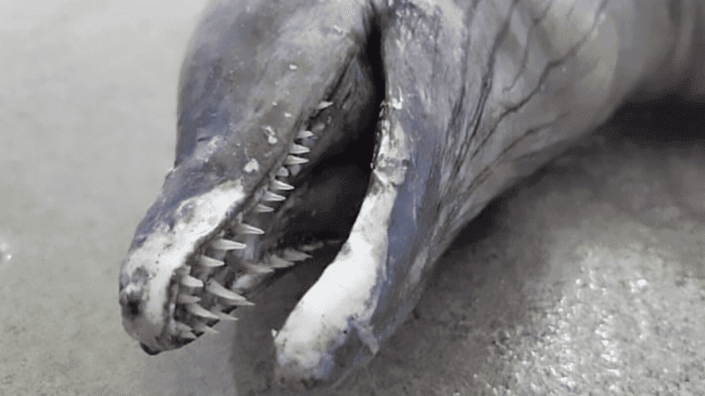 Unidentified Carcass