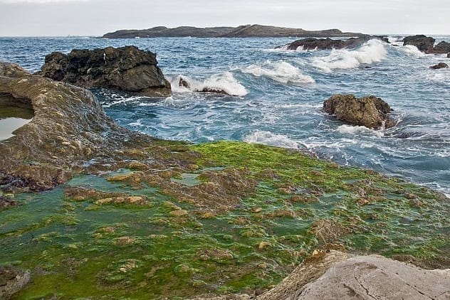 Algae Used In Biofuels