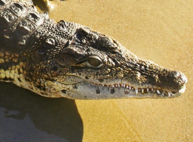 An alligator, representing the reptilian description of the flying creature