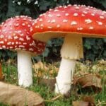 10 Ancient Drugs: Surprising Recreational Use in Antiquity