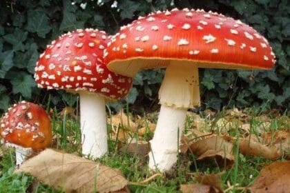 10 Ancient Drugs: Surprising Recreational Use in Antiquity