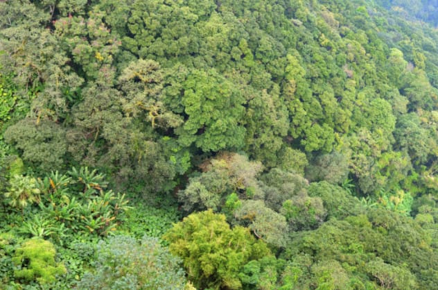 forest image