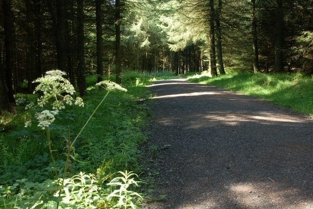 Ballyboley Forest