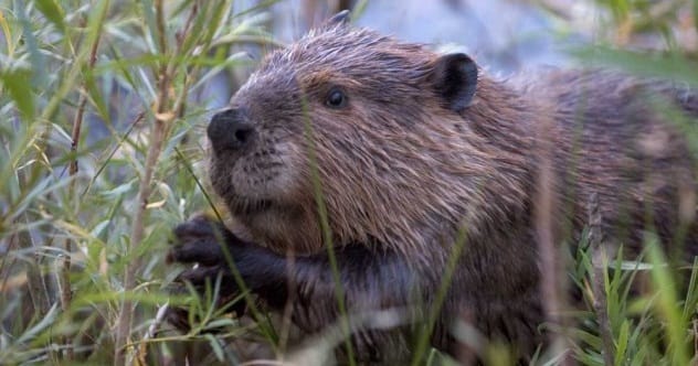 A beaver, symbolizing the skydiving beavers relocated in Idaho for conservation